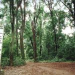 Fundo Amazônia recebe doação de 20 milhões de euros da União Europeia