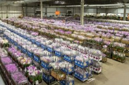 Cooperativa Veiling prevê a comercialização de 20 milhões de unidades de flores no Dia das Mães