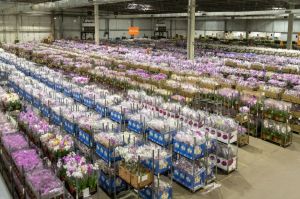 Cooperativa Veiling prevê a comercialização de 20 milhões de unidades de flores no Dia das Mães
