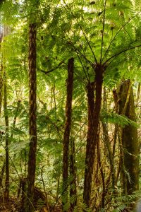 A árvore certa no lugar certo: como a arborização transforma as cidades 2 As arvores aliviam a formacao de ilhas de calor 2