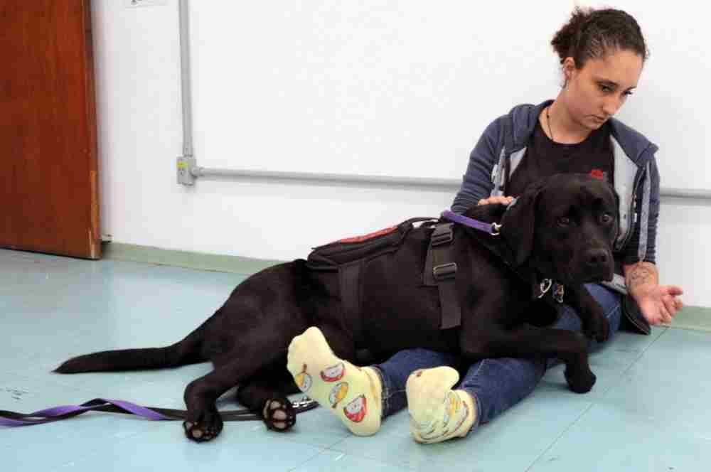 Universitária com transtorno do espectro autista treina o próprio cão de assistência