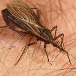 Dia mundial da doença de Chagas: apenas 10% dos infectados recebem diagnóstico na América Latina