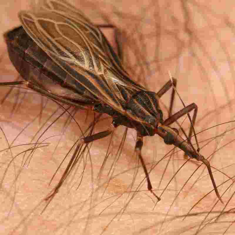 Dia mundial da doença de Chagas: apenas 10% dos infectados recebem diagnóstico na América Latina