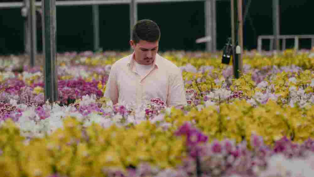 Setor de floricultura espera aumento de 8% no comércio de flores para o Dia das Mães