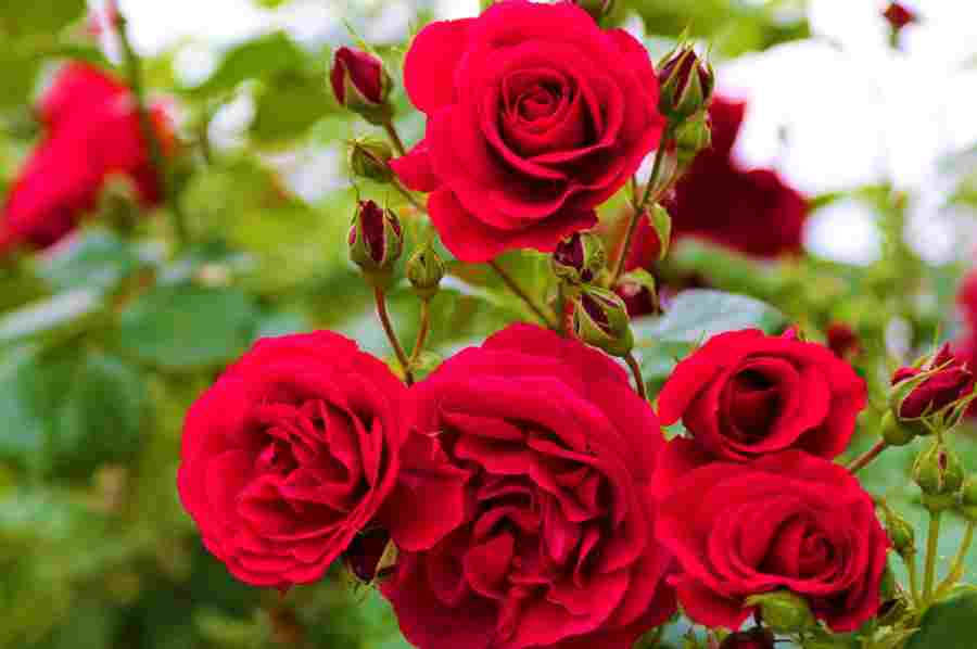 Venda de flores deve sofrer fomento de 4% no Dia dos Namorados