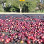 Exportação de café sobe 82,7% e garante superávit do agro paulista em janeiro