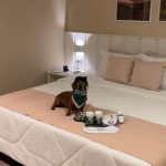 União de marcas reforça compromisso com bem-estar dos pets em hoteis