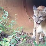 Mata de Santa Genebra celebra Dia Internacional da Onça-Parda com passeio especial