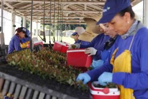 Setor florestal aposta em programas de empregabilidade para atrair profissionais 2 Sao Paulo e o Estado que mais emprega na industria florestal Divulgacao Florestar
