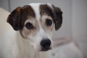 Rota das Bandeiras realiza feira de adoção de cães resgatados nas rodovias 2 Crispin dog para adocao Divulgacao
