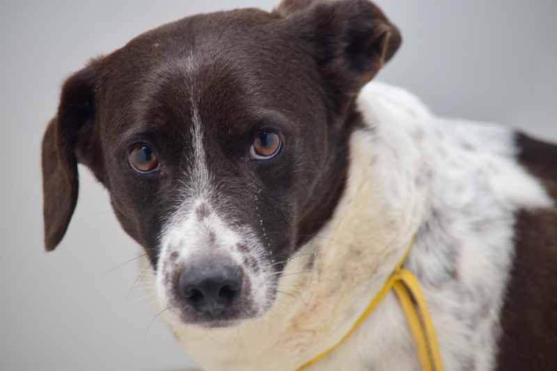 Rota das Bandeiras realiza feira de adoção de cães resgatados nas rodovias 1 Frajola esta para adocao Divulgacao