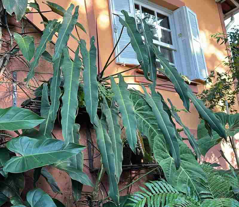 Philodendron Spiritus Sancti produtor Acosta Plantas Ornamentais Divulgacao