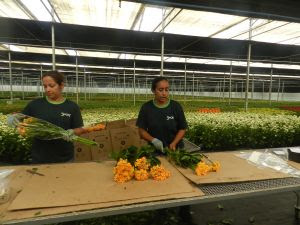Floricultura brasileira cresce quase 10% e movimenta mais de R$ 21 bilhões 3 unnamed 3