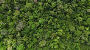 FOTO 2 MATA DE SANTA GENEBRA