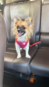 Pet Matilde Kenia Divulgacao