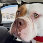 Enjoo de movimento de veículos pode afetar cães e gatos durante as viagens