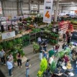 Veiling Holambra antecipa tendências de flores e plantas que estarão no mercado em 2026