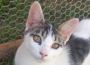 Foto Gatinho Messi Divulgacao PDP
