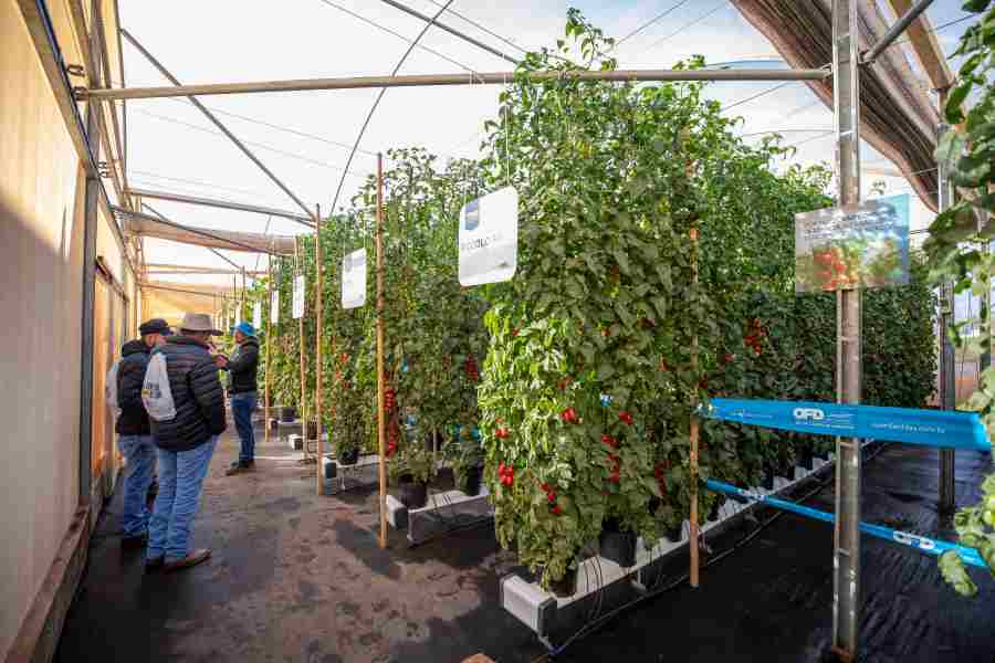 Open Field Day Agristar do Brasil Divulgacao