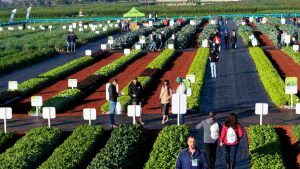 Open Field Day convida visitantes para experiência no campo de 17 e 19 de junho 2 Open Field Day CAPA Divulgacao