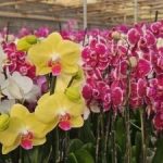 Dia dos Namorados movimenta mercado de flores e plantas do Ceaflor