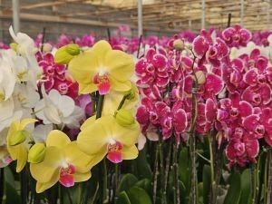 Dia dos Namorados movimenta mercado de flores e plantas do Ceaflor