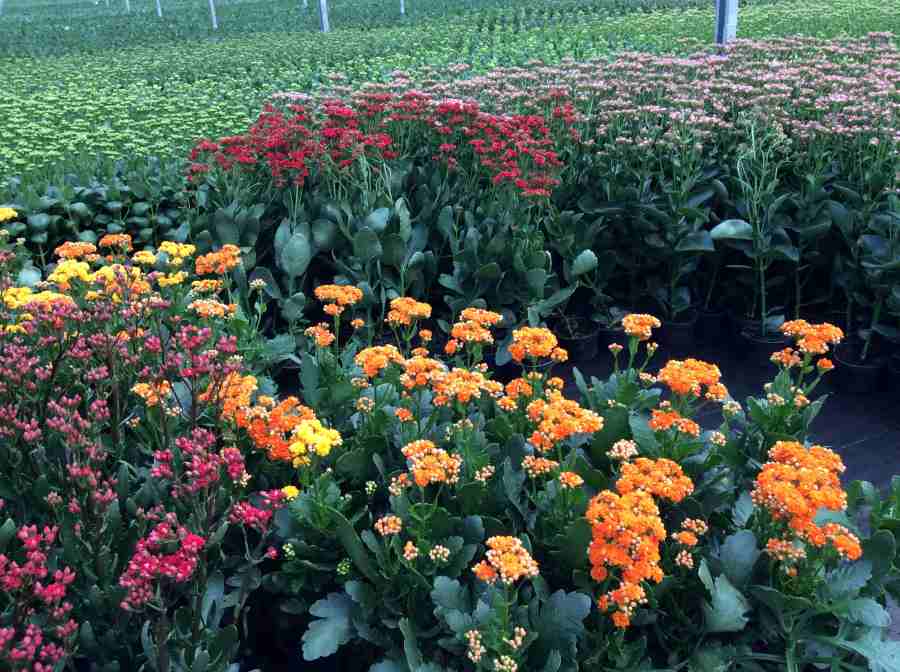Producao de Kalanchoes em Holambra SP Divulgacao