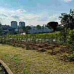 Microflorestas avançam em Campinas com o desafio de fazer o verde sobreviver