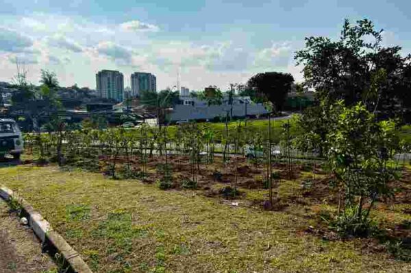 Microflorestas avançam em Campinas com o desafio é fazer verde sobreviver